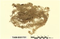 藏品(細葉泥炭苔)的圖片